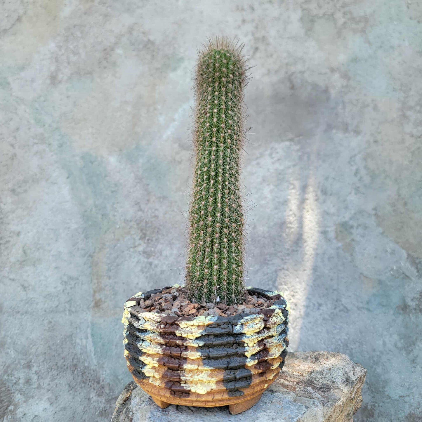 Thrixanthocereus senilis