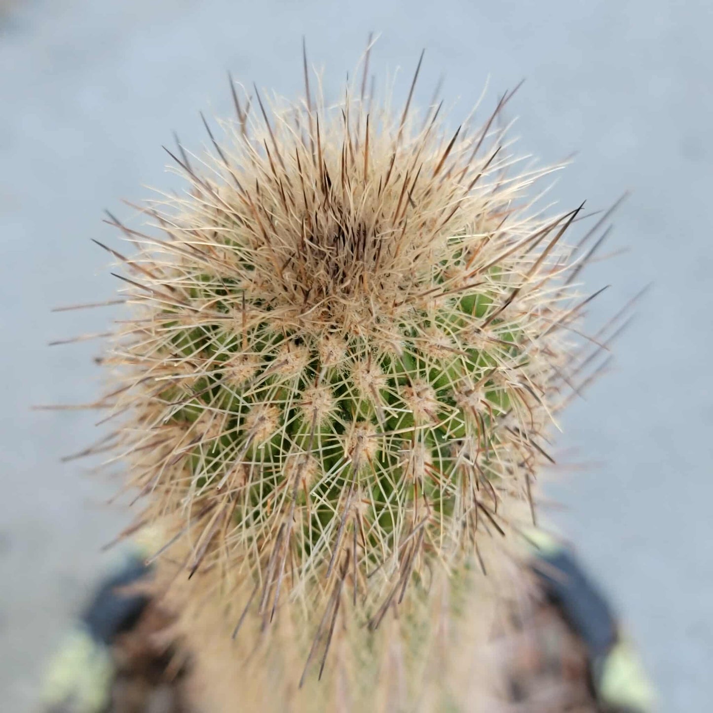 Thrixanthocereus senilis