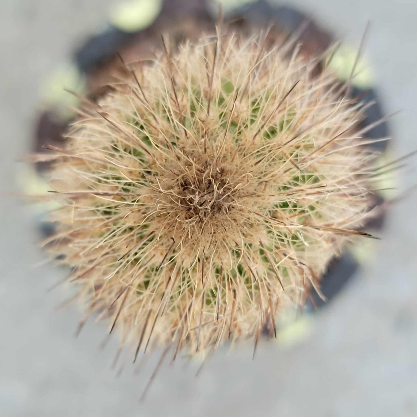Thrixanthocereus senilis