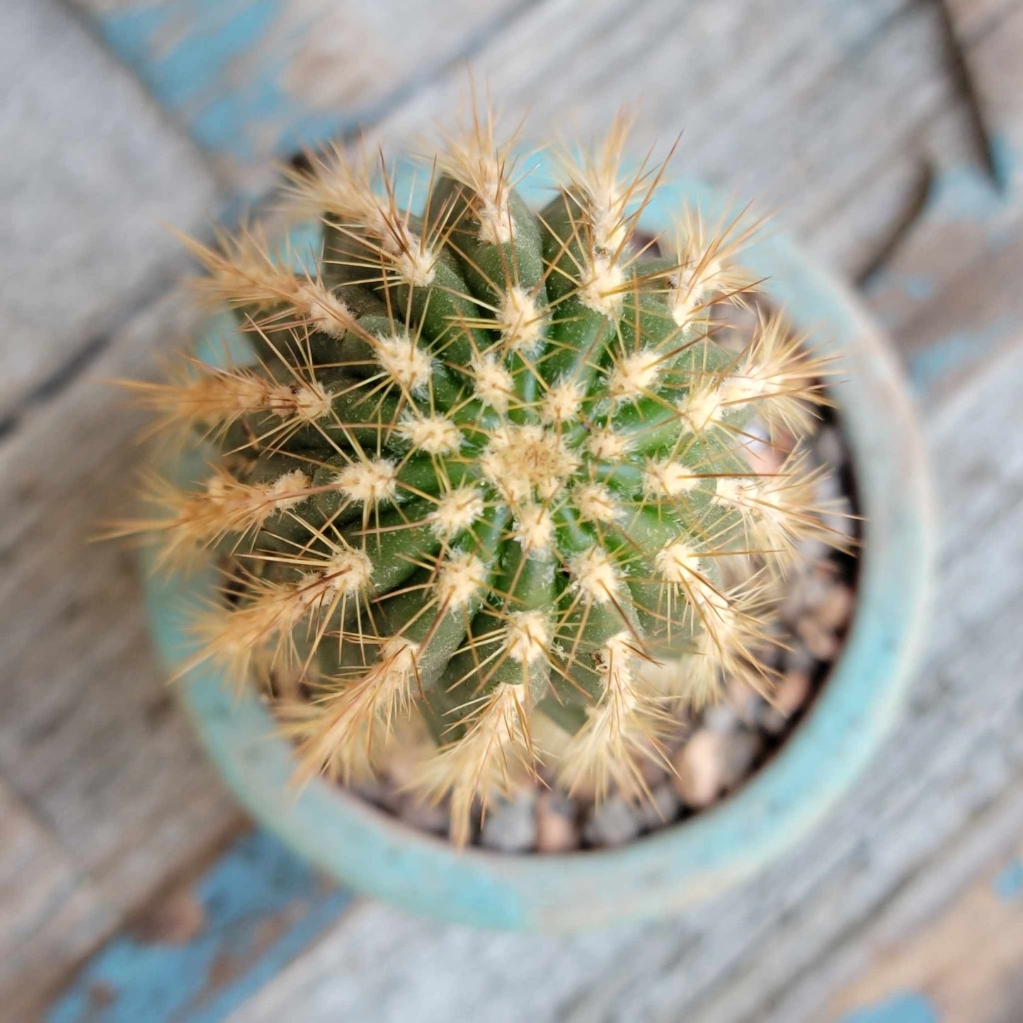 Trichocereus 'Sun Goddess'
