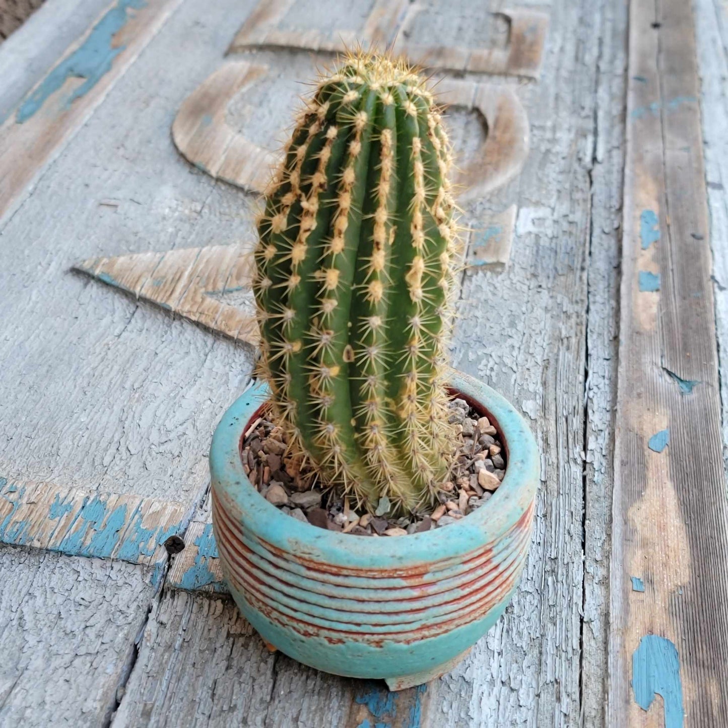 Trichocereus 'Sun Goddess'