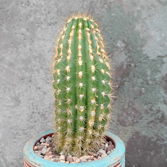 Trichocereus 'Sun Goddess'
