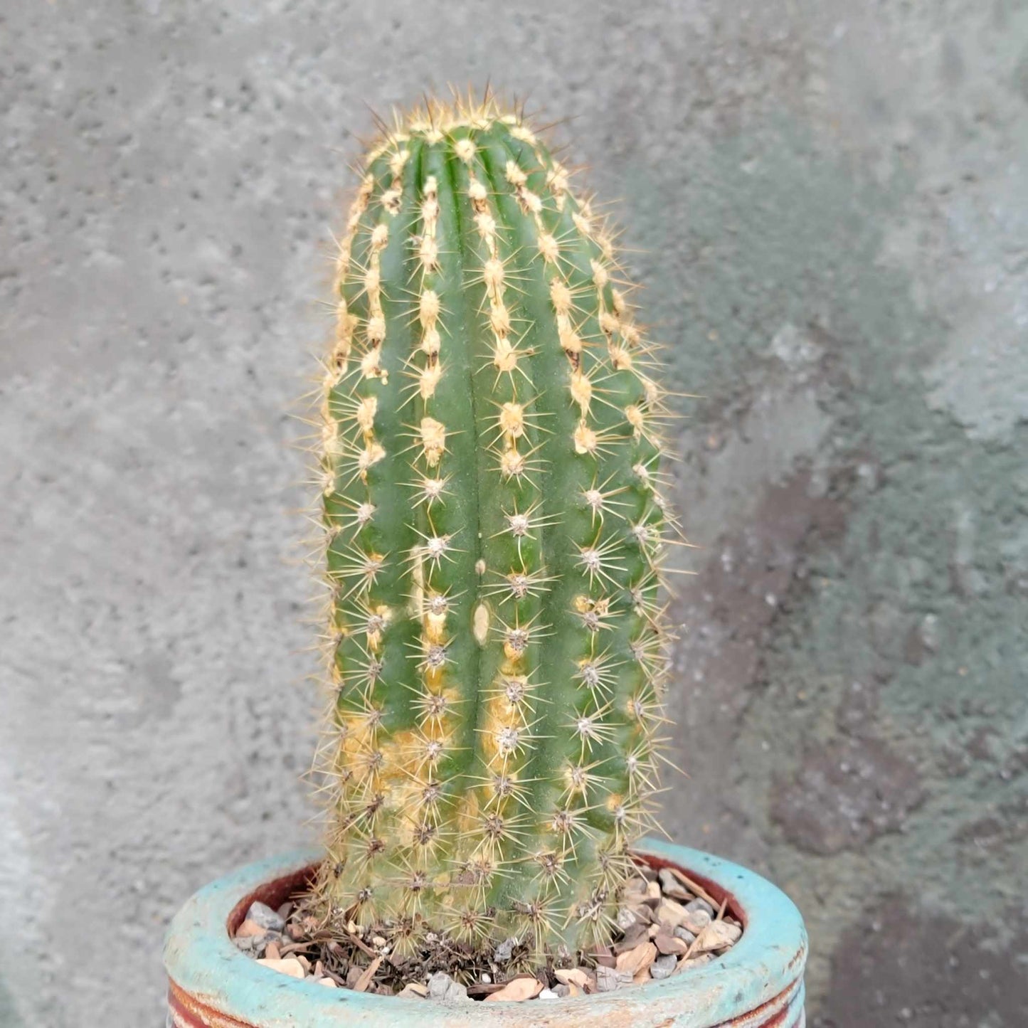 Trichocereus 'Sun Goddess'