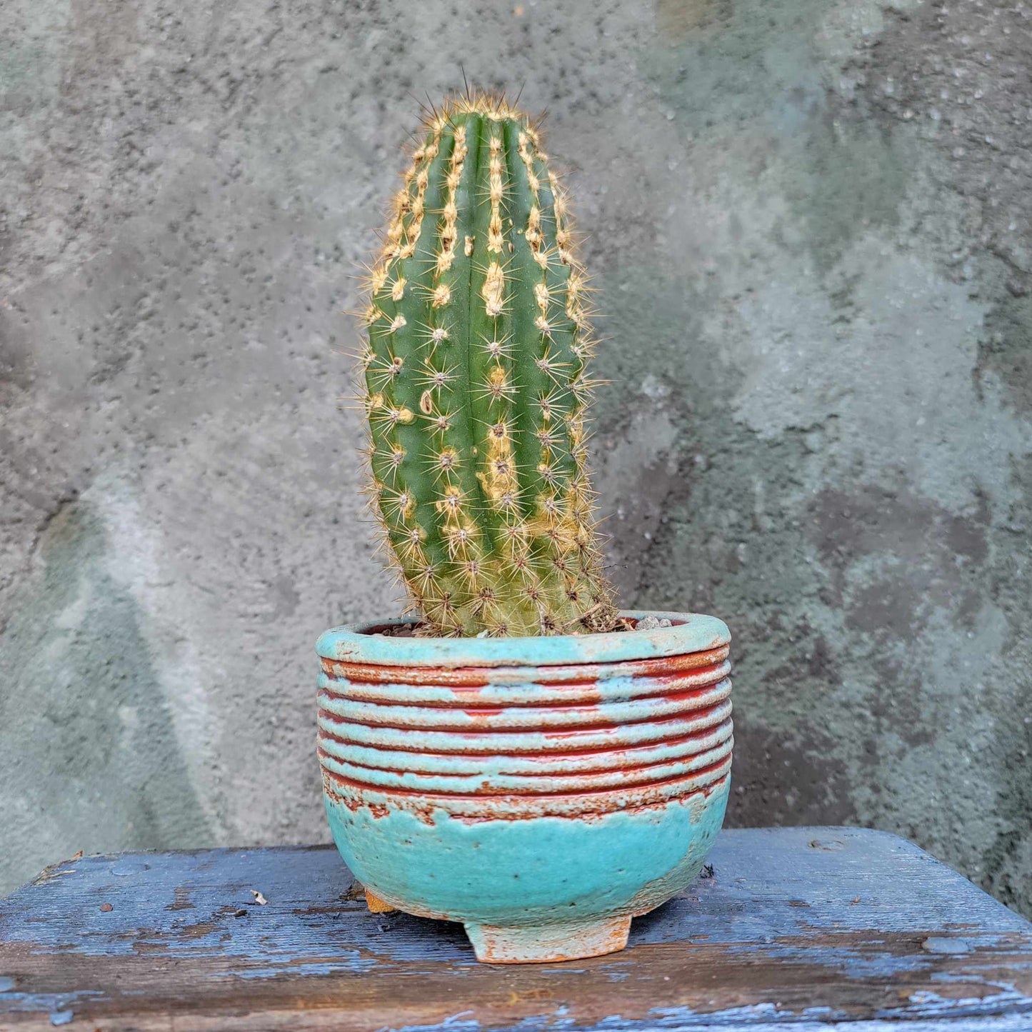 Trichocereus 'Sun Goddess'