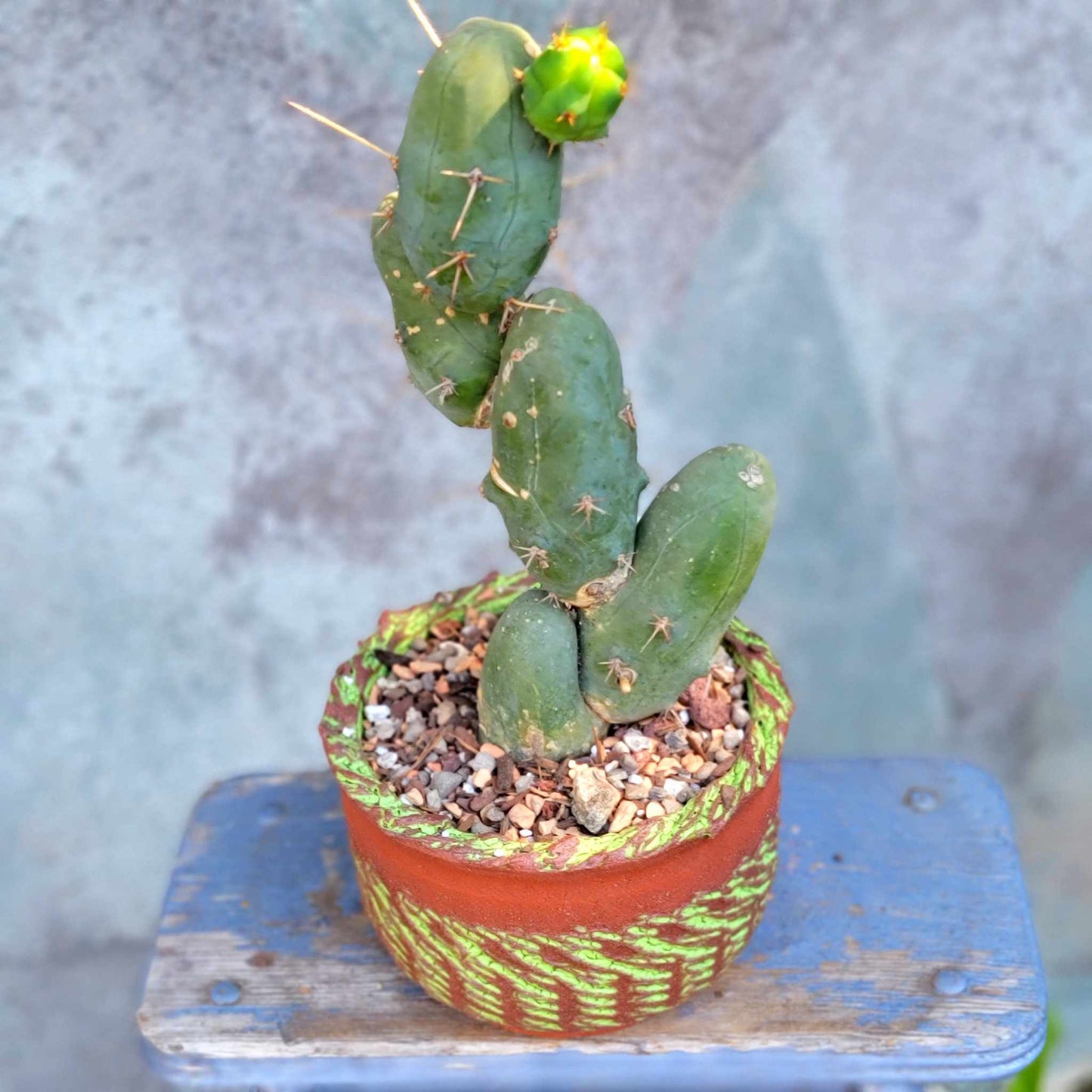 Trichocereus bridgesii f. Monstruosa – Penis Cactus