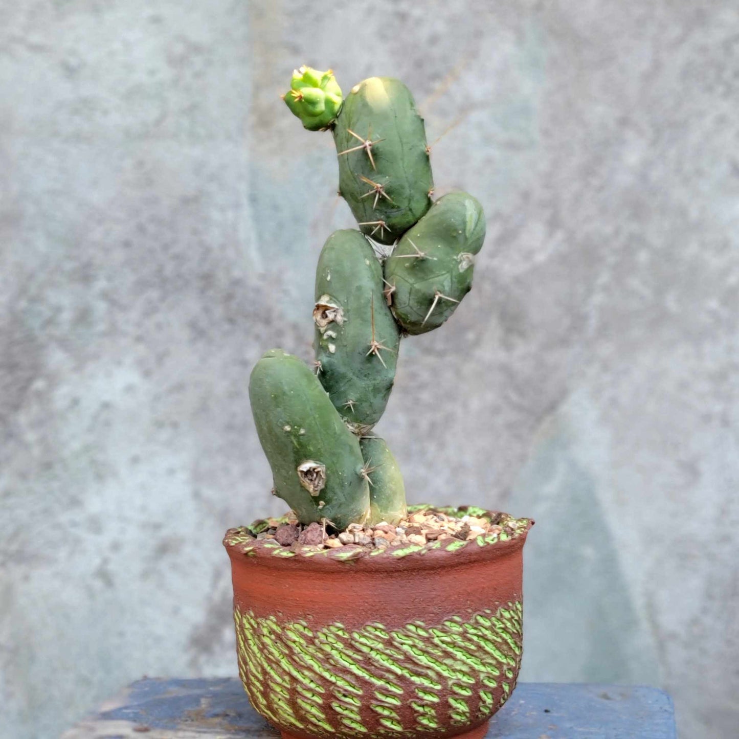 Trichocereus bridgesii f. Monstruosa – Penis Cactus