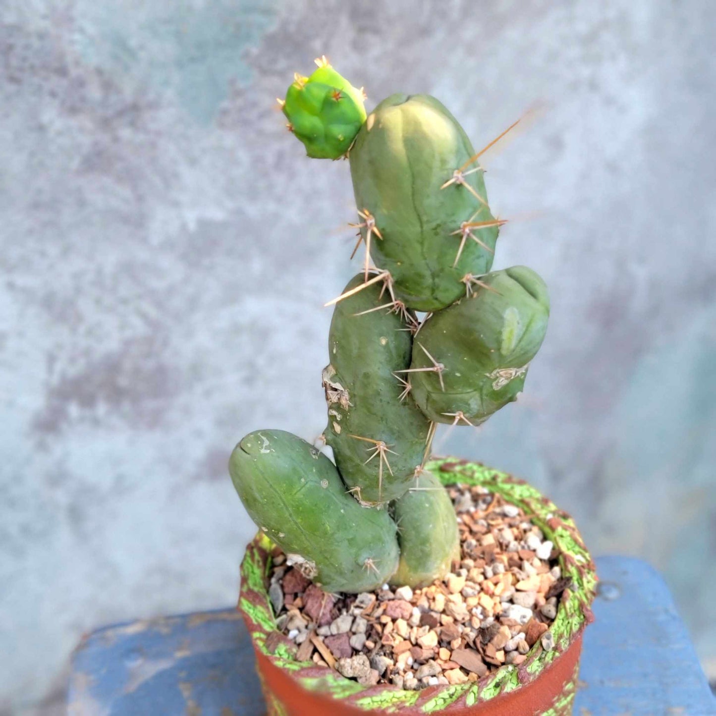 Trichocereus bridgesii f. Monstruosa – Penis Cactus