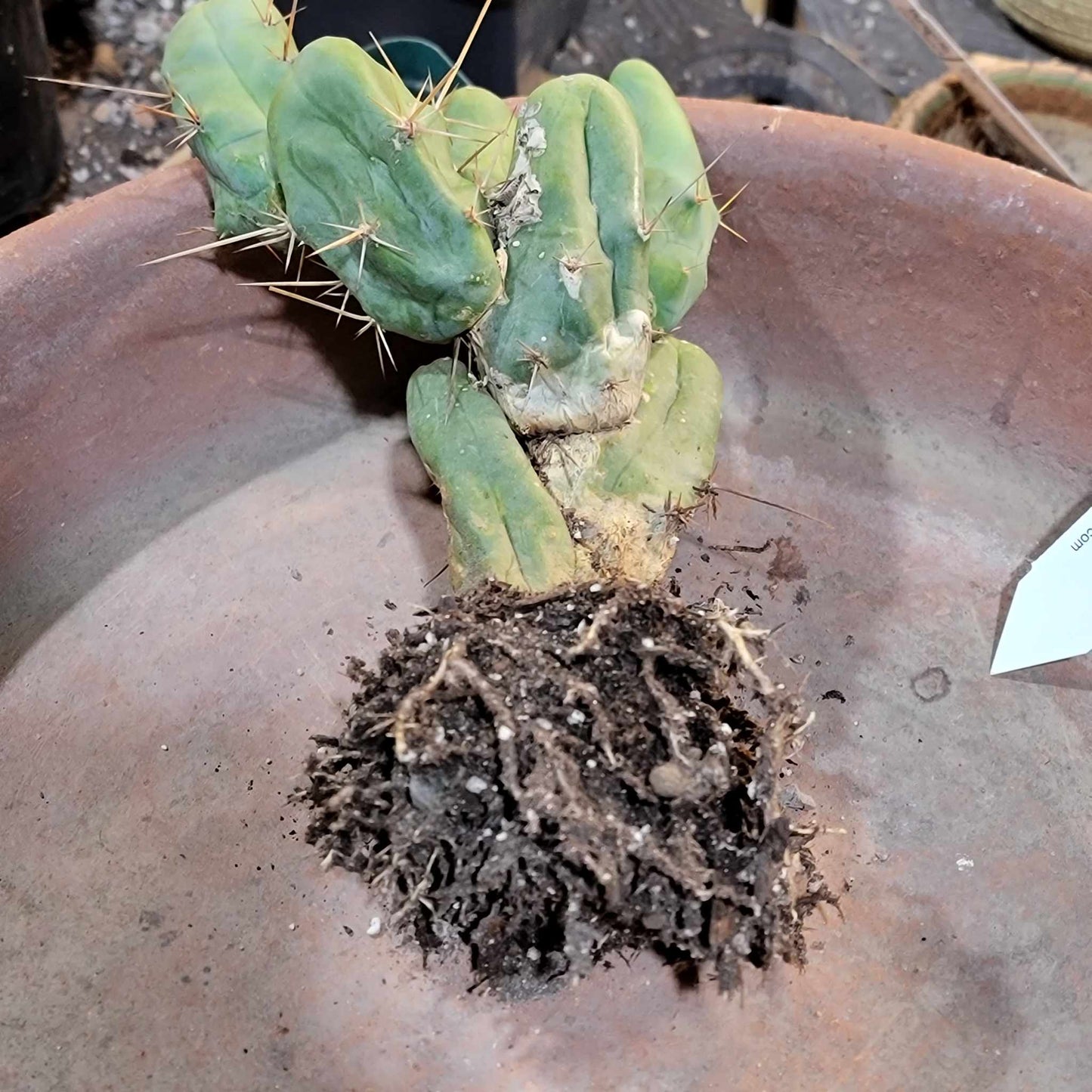 Trichocereus bridgesii f. Monstruosa  – Penis Cactus