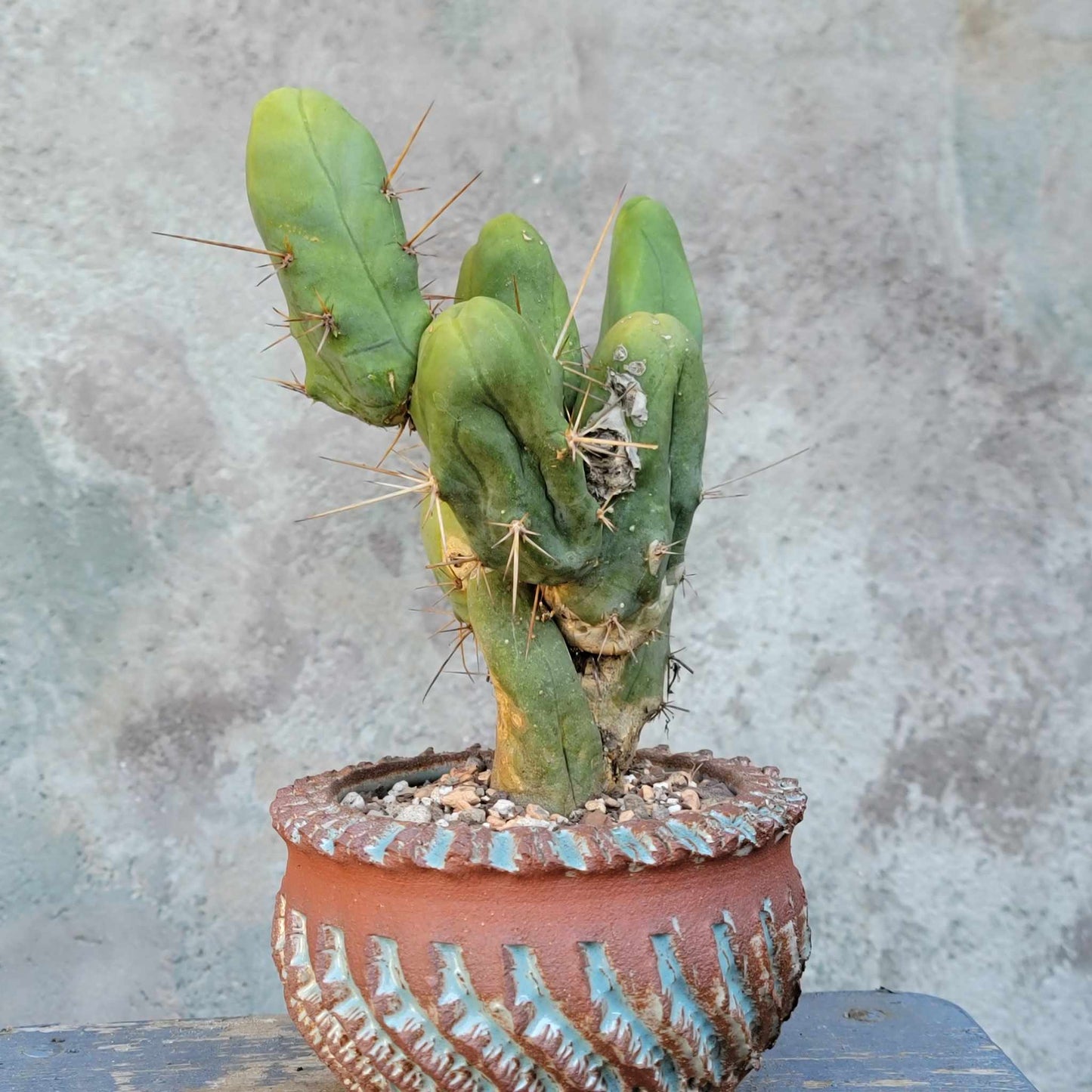 Trichocereus bridgesii f. Monstruosa – Penis Cactus