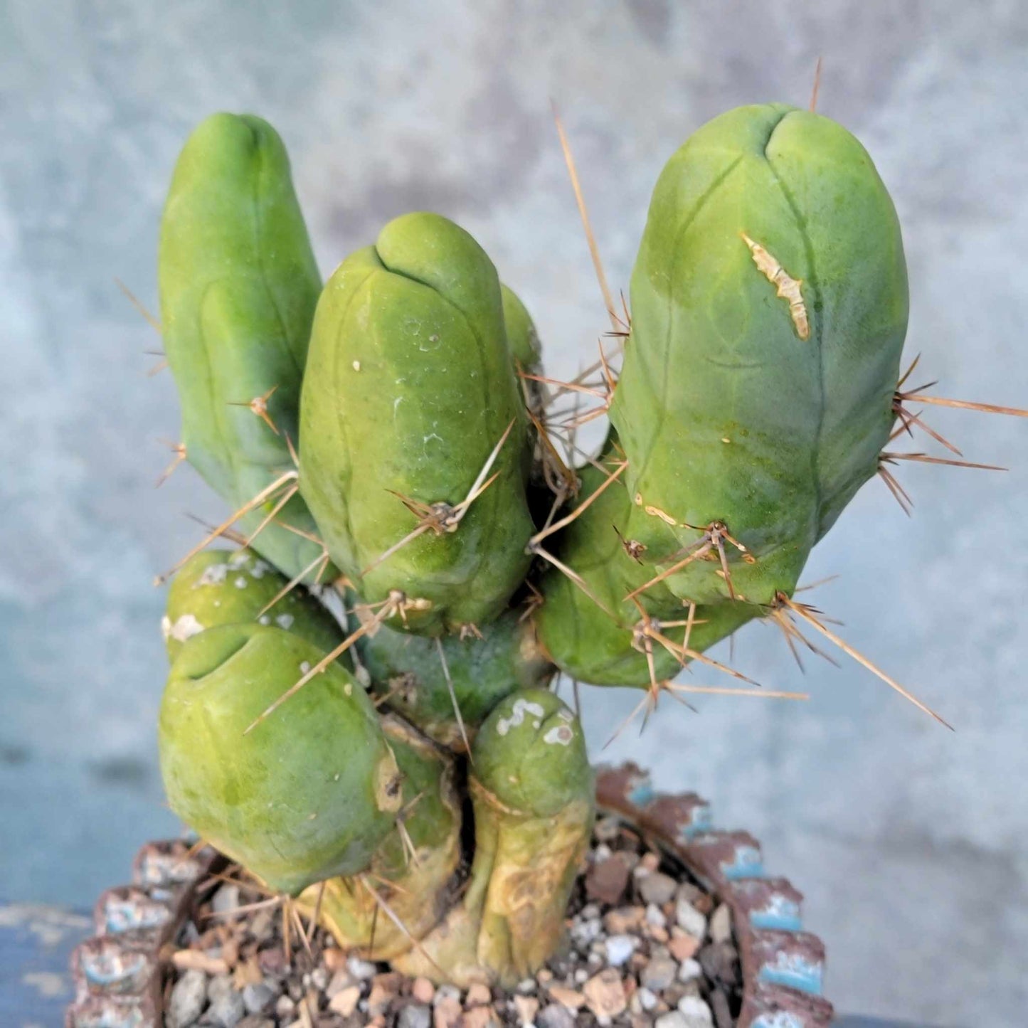 Trichocereus bridgesii f. Monstruosa  – Penis Cactus