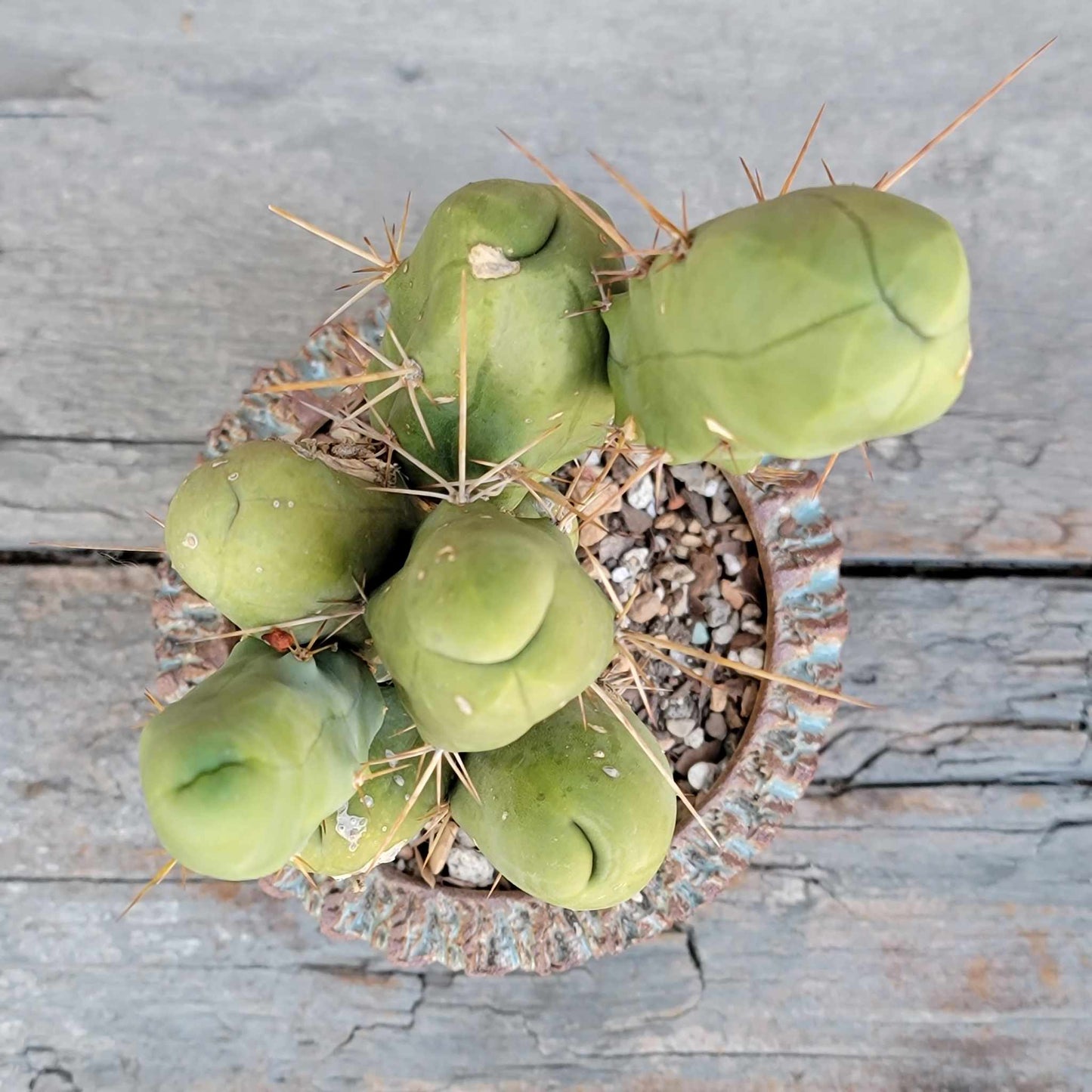 Trichocereus bridgesii f. Monstruosa  – Penis Cactus