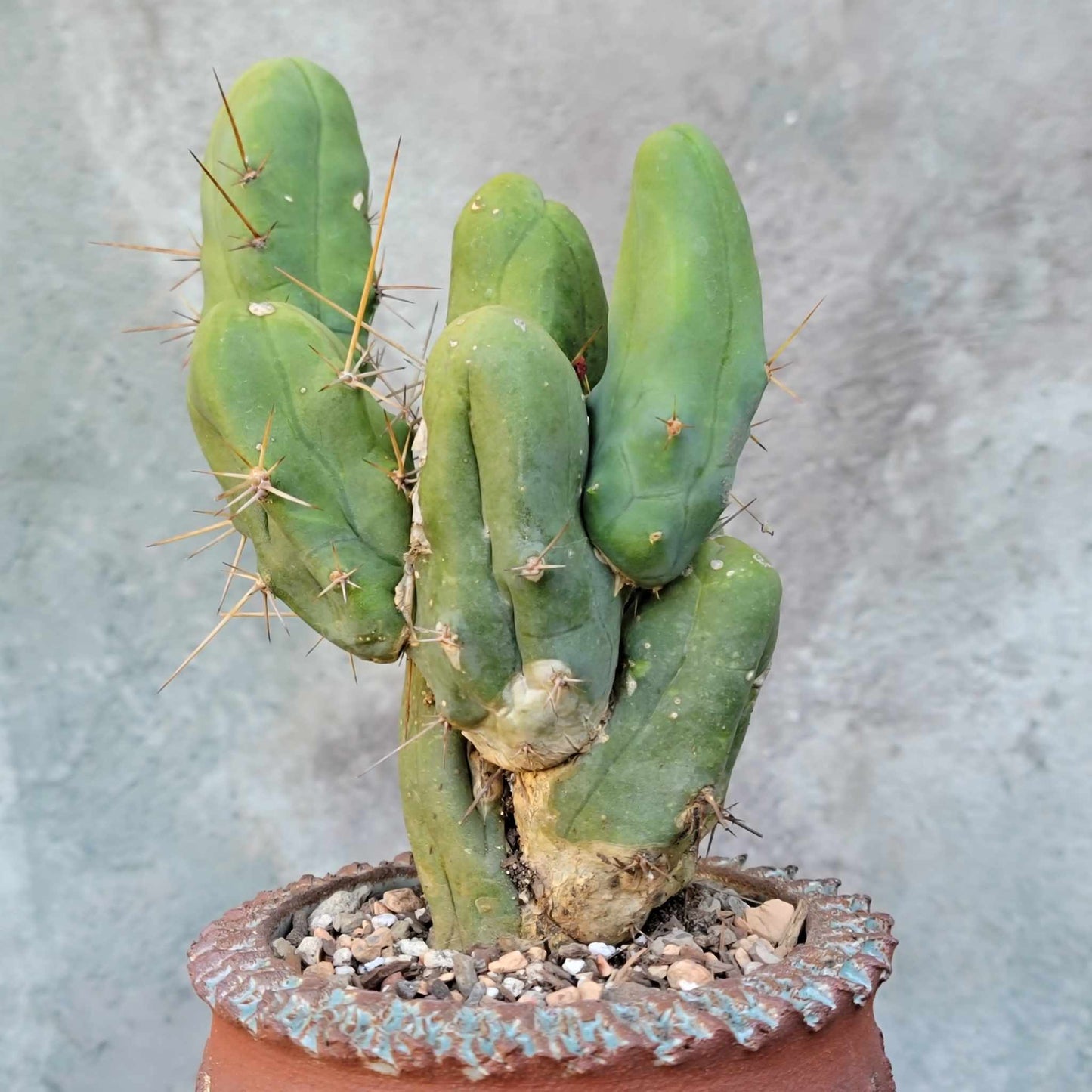 Trichocereus bridgesii f. Monstruosa  – Penis Cactus