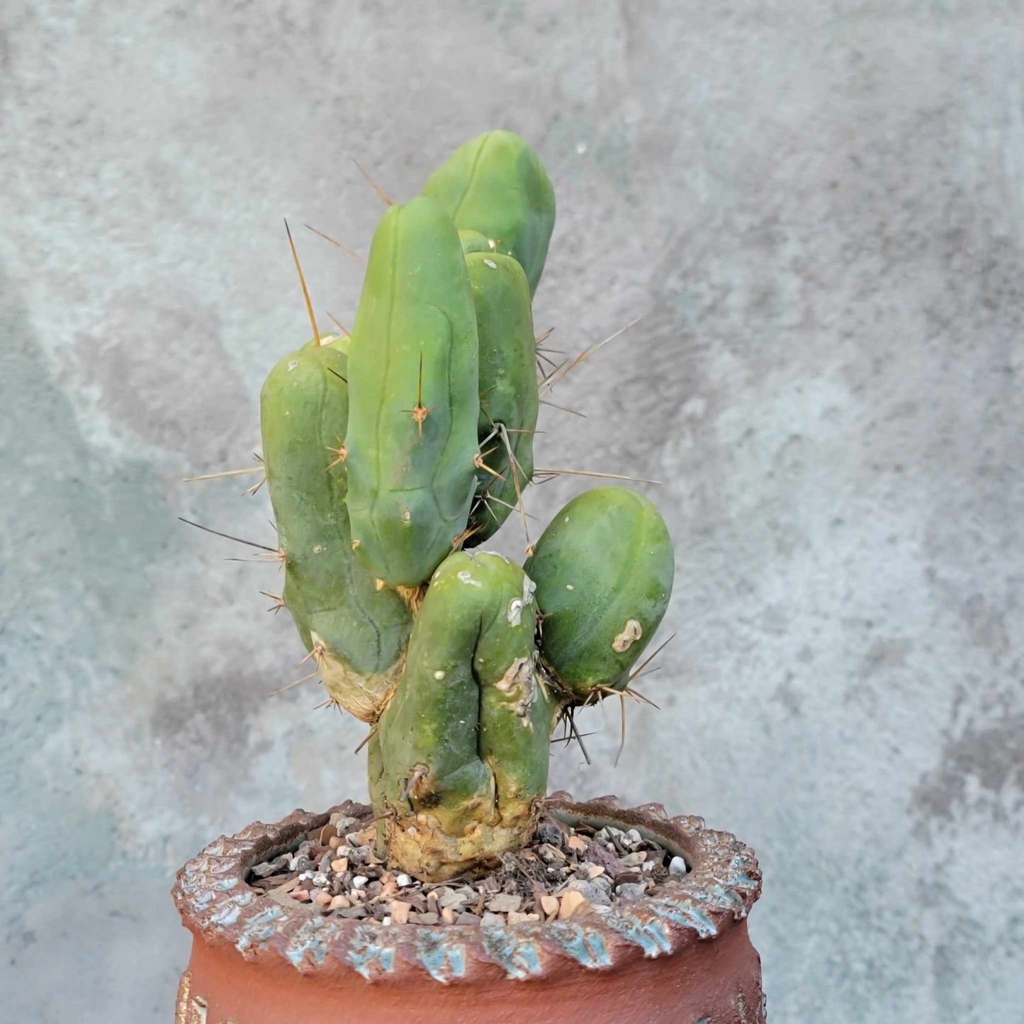 Trichocereus bridgesii f. Monstruosa – Penis Cactus