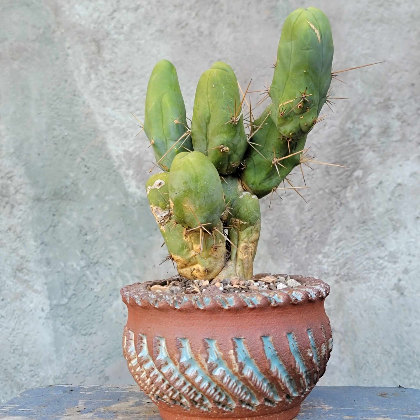 Trichocereus bridgesii f. Monstruosa  – Penis Cactus