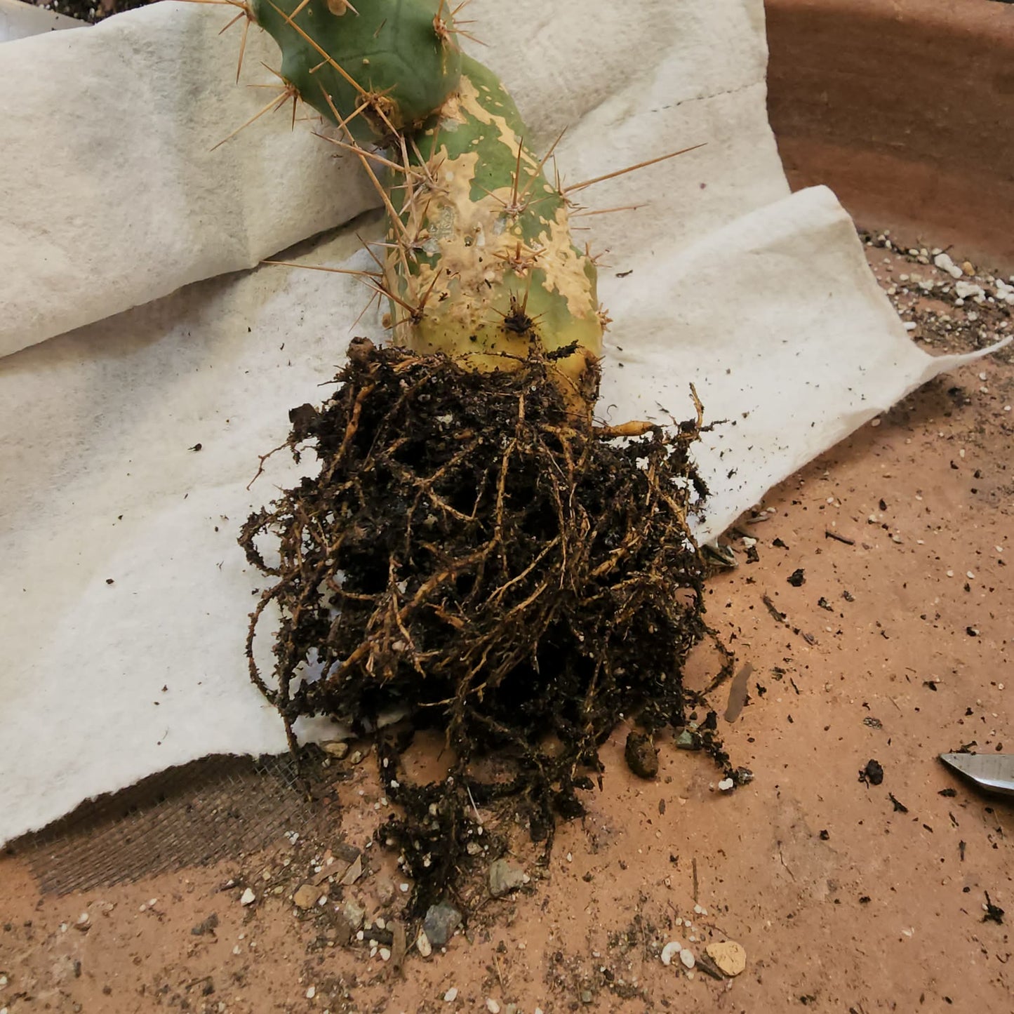 Trichocereus bridgesii f. Monstruosa – Penis Cactus