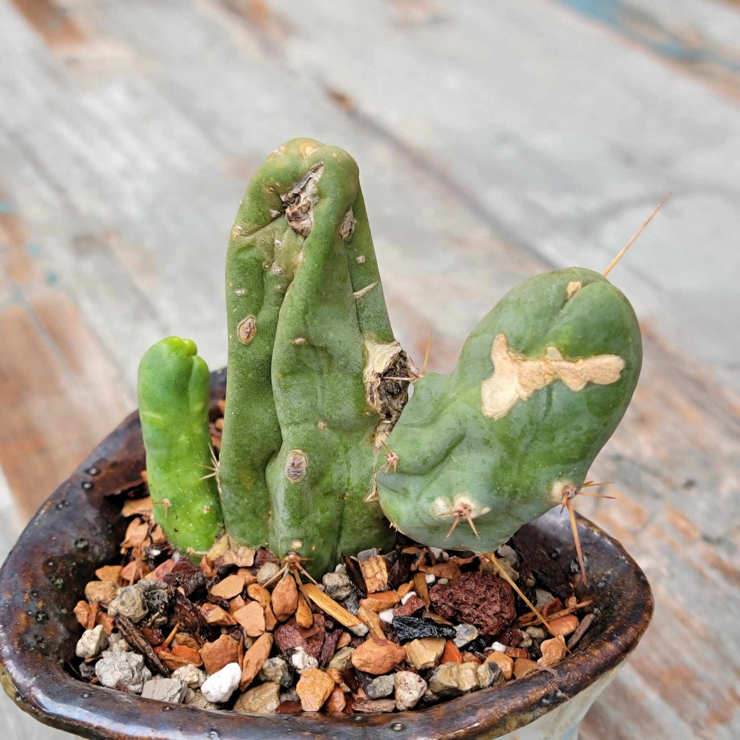 Trichocereus bridgesii f. Monstruosa – Penis Cactus