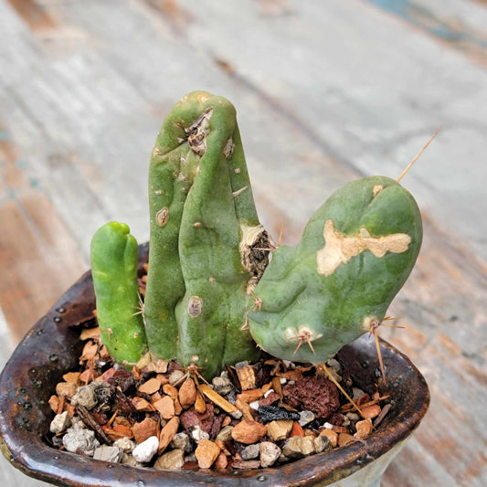 Trichocereus bridgesii f. Monstruosa  – Penis Cactus