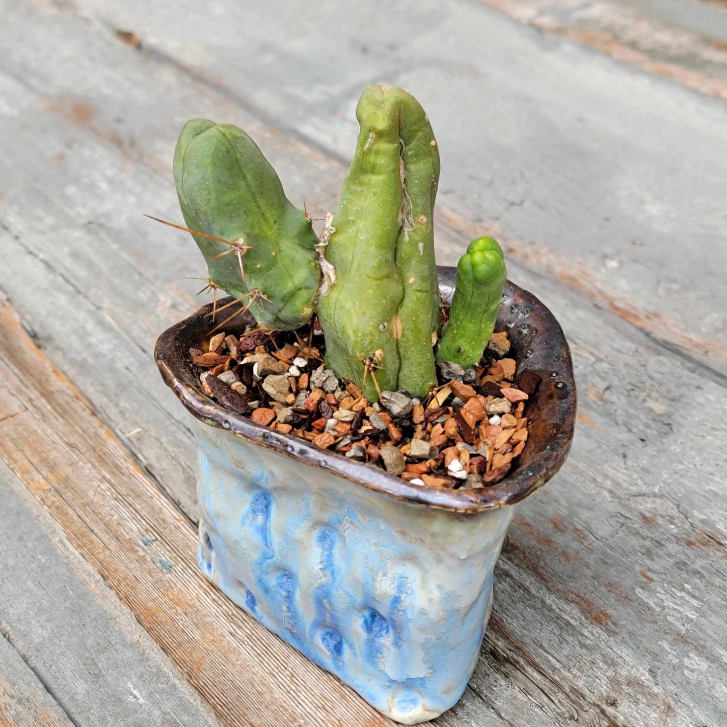 Trichocereus bridgesii f. Monstruosa – Penis Cactus