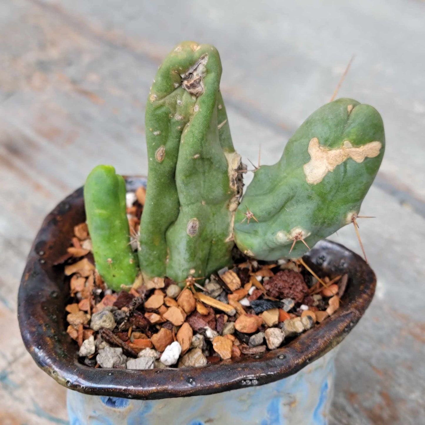 Trichocereus bridgesii f. Monstruosa – Penis Cactus