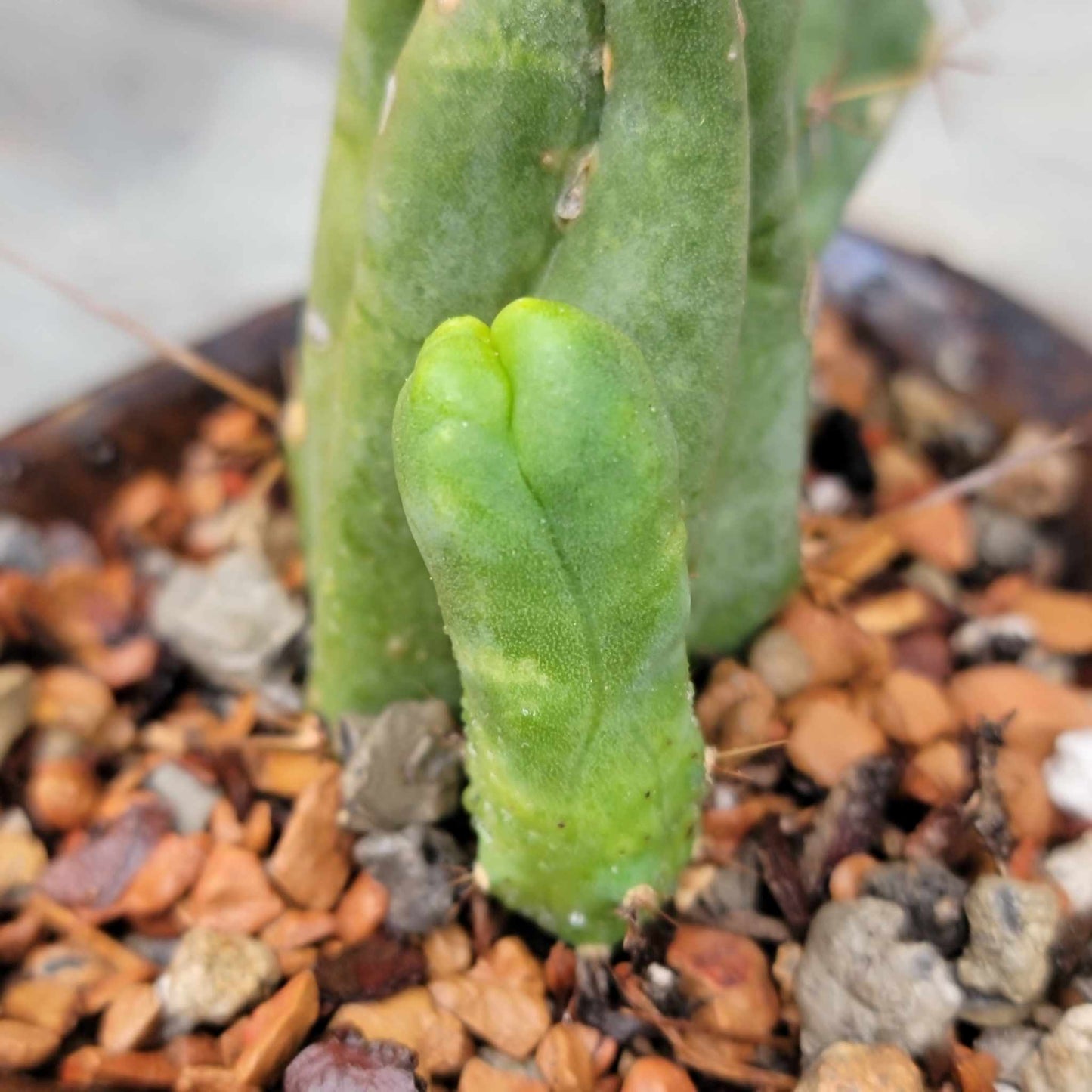 Trichocereus bridgesii f. Monstruosa – Penis Cactus