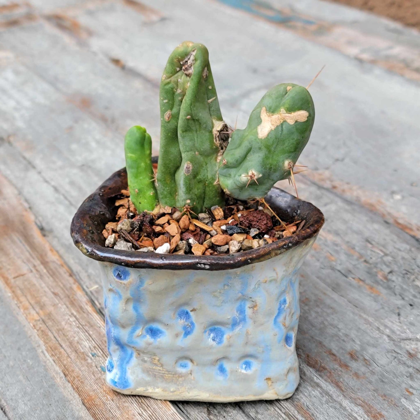 Trichocereus bridgesii f. Monstruosa – Penis Cactus