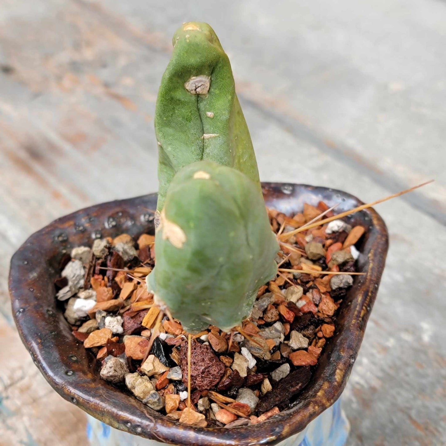 Trichocereus bridgesii f. Monstruosa – Penis Cactus