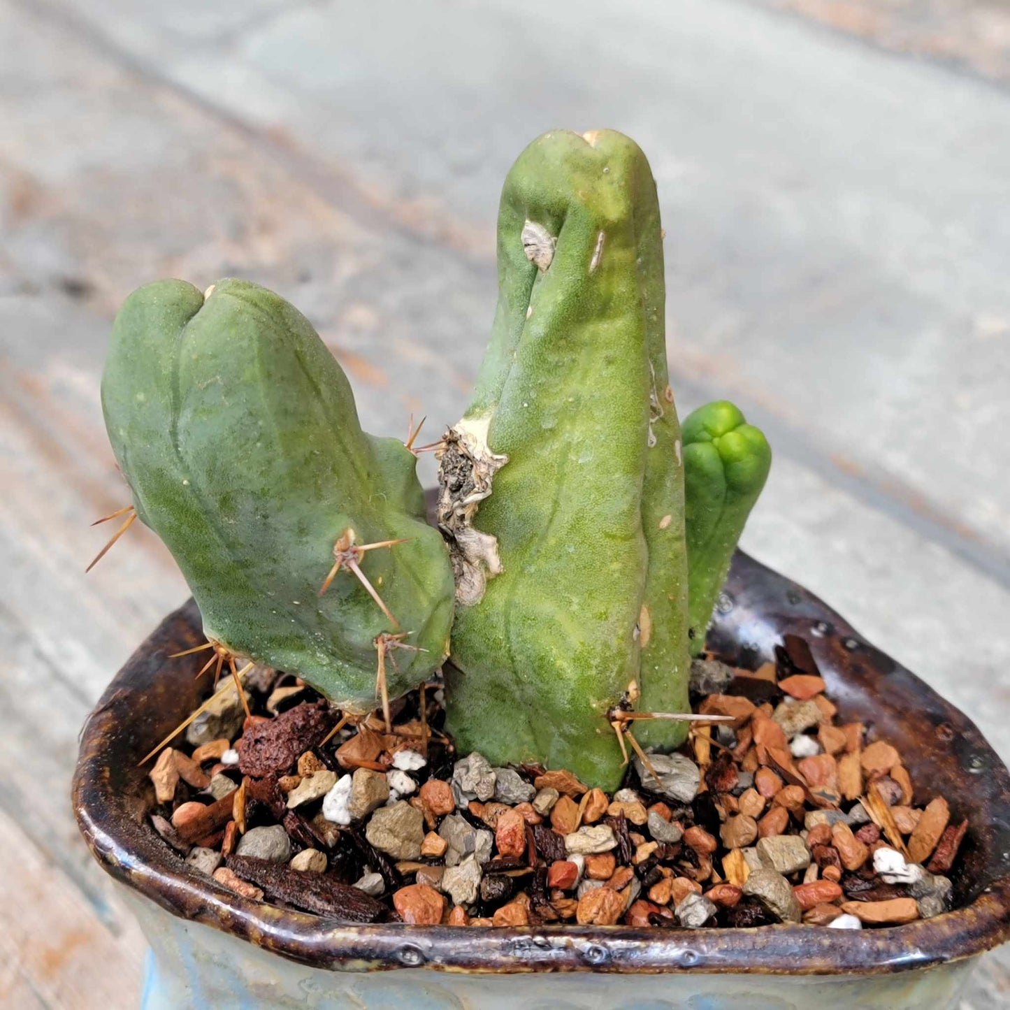 Trichocereus bridgesii f. Monstruosa – Penis Cactus