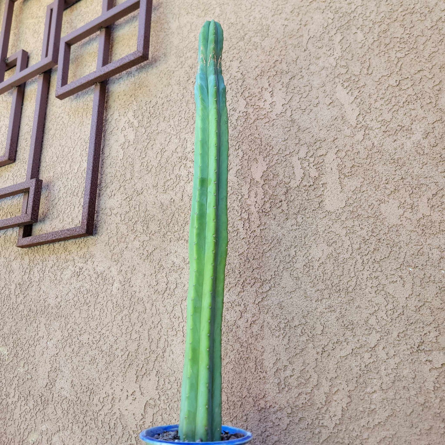 Trichocereus pachanoi - San Pedro - 31 inches tall