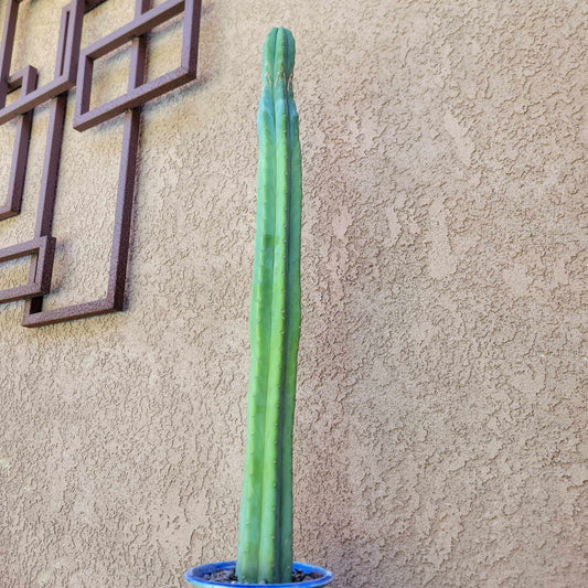 Trichocereus pachanoi - San Pedro - 31 inches tall