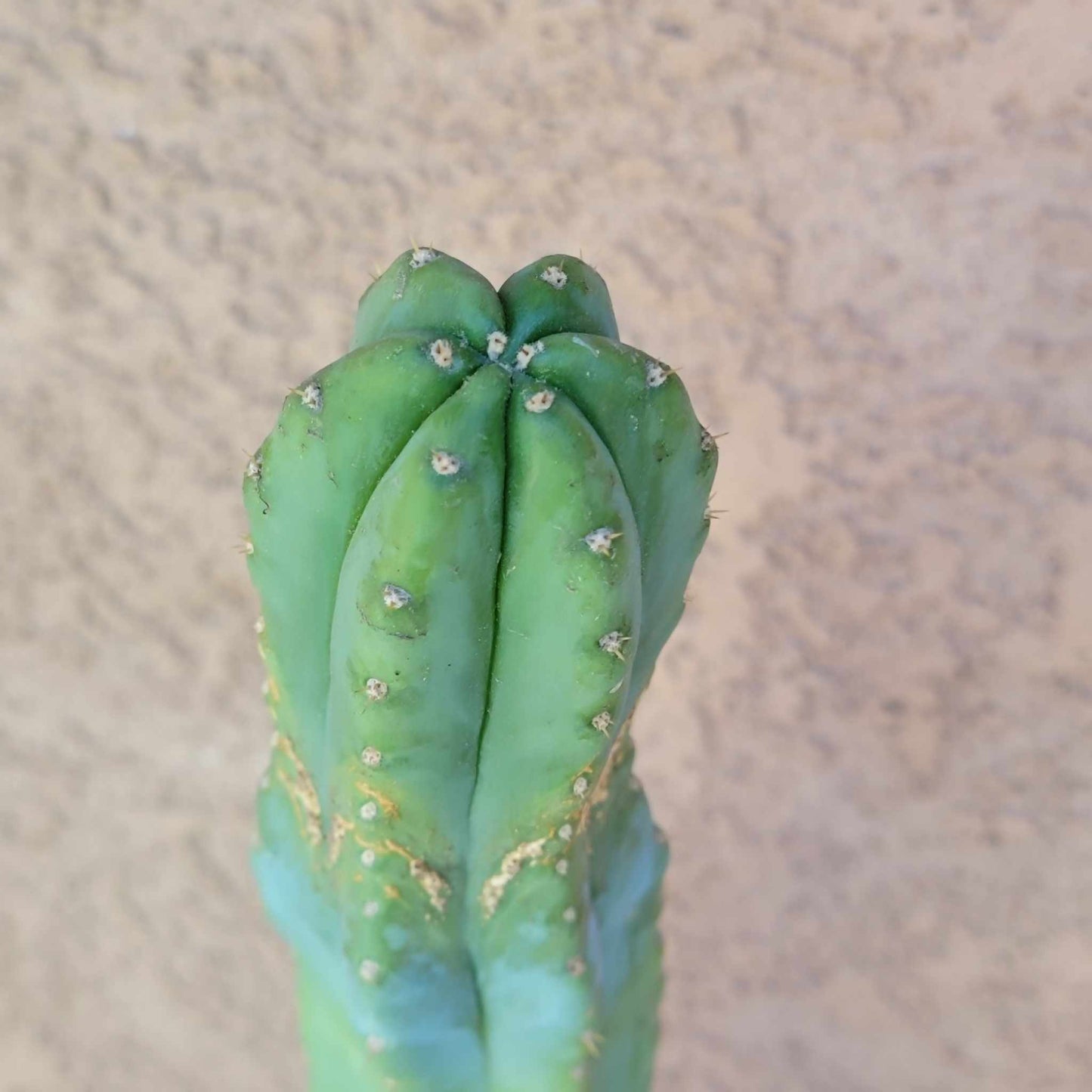 Trichocereus pachanoi - San Pedro - 31 inches tall