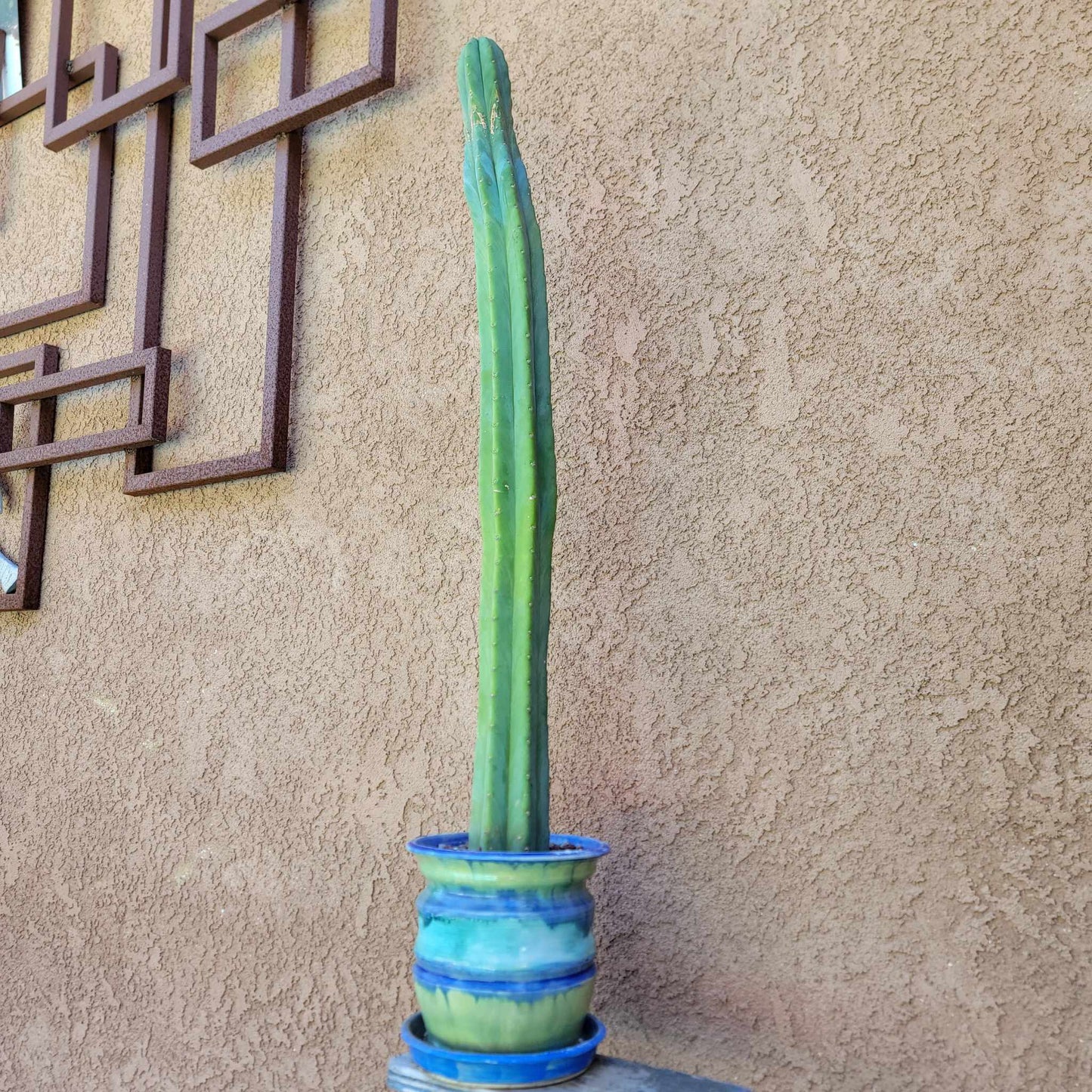 Trichocereus pachanoi - San Pedro - 31 inches tall