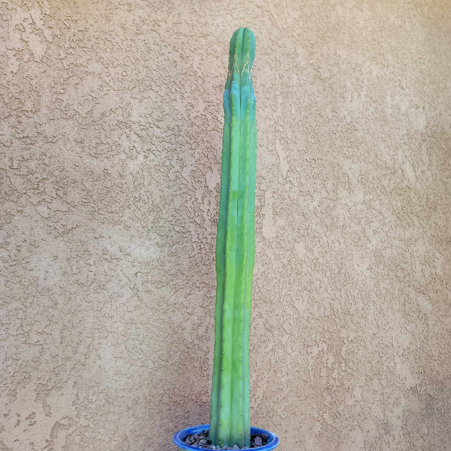 Trichocereus pachanoi - San Pedro - 31 inches tall