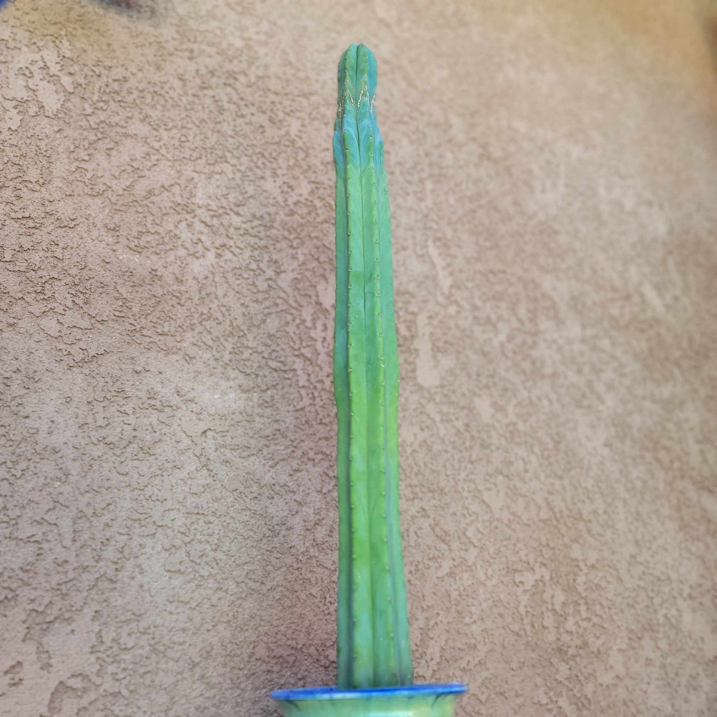 Trichocereus pachanoi - San Pedro - 31 inches tall