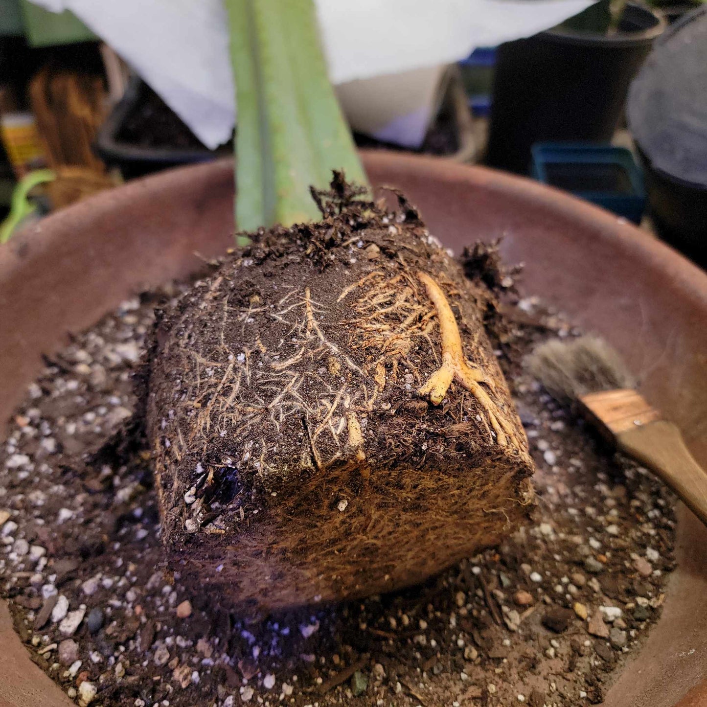 Trichocereus pachanoi - San Pedro - 31 inches tall