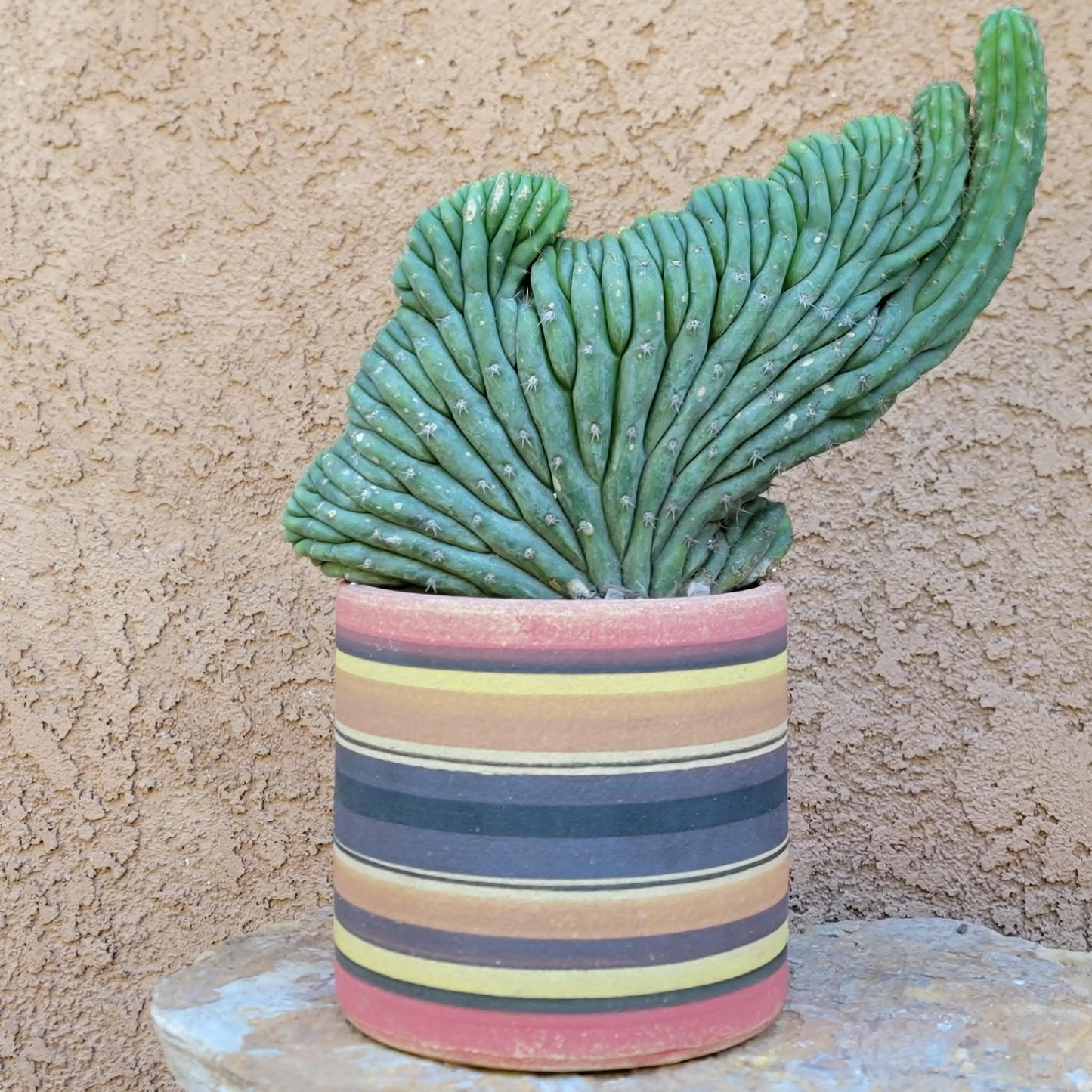 Trichocereus pachanoi f. cristata variegata – Crested & Variegated San Pedro Cactus