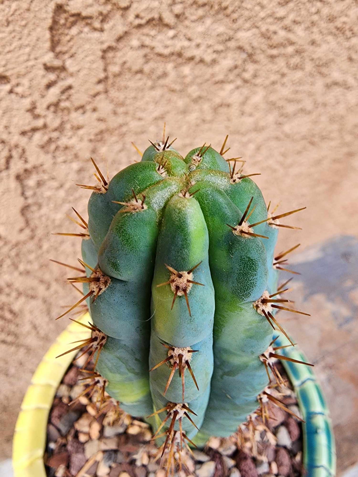 Trichocereus pachanoi variegata – Variegated San Pedro Cactus