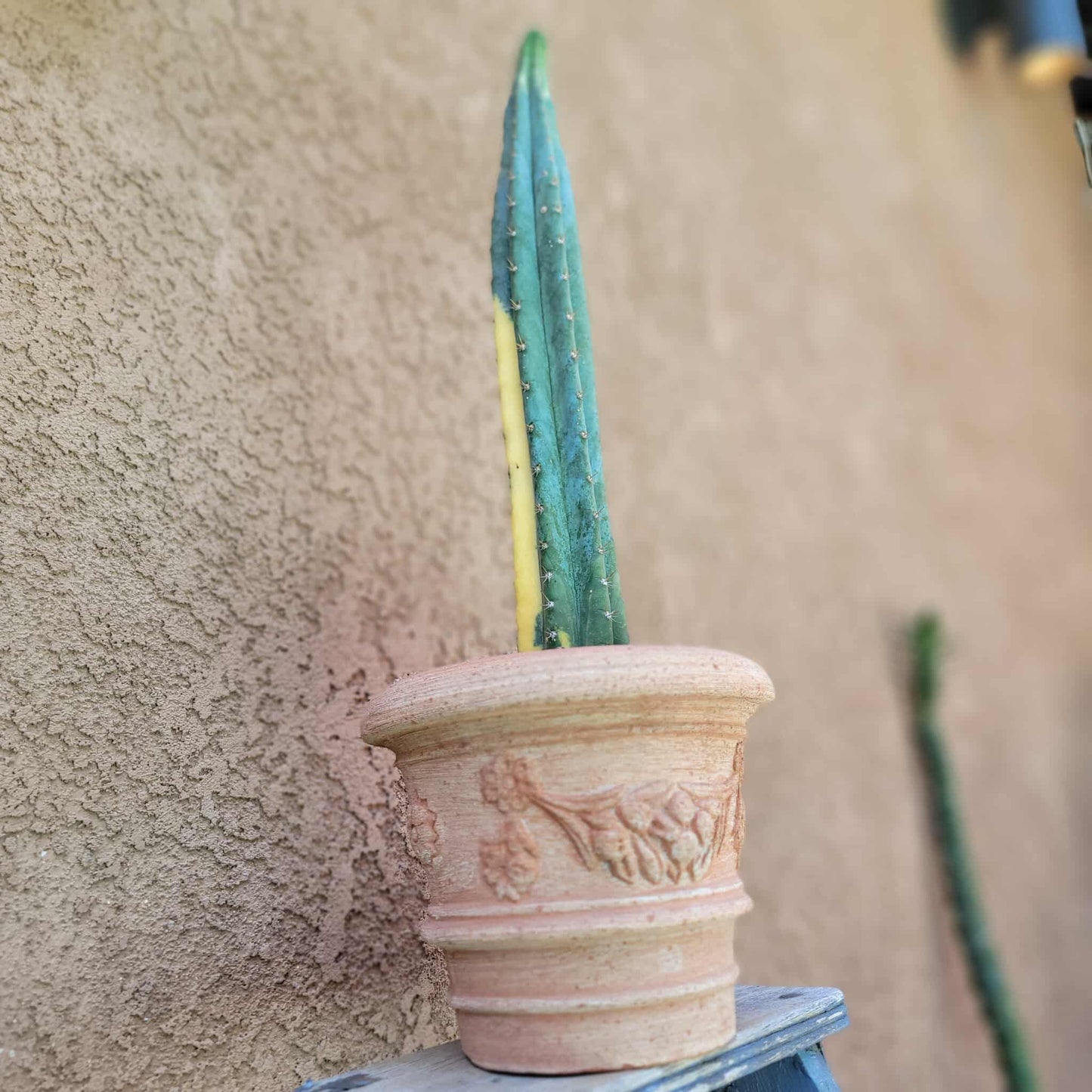 Trichocereus pachanoi variegata – Variegated San Pedro Cactus