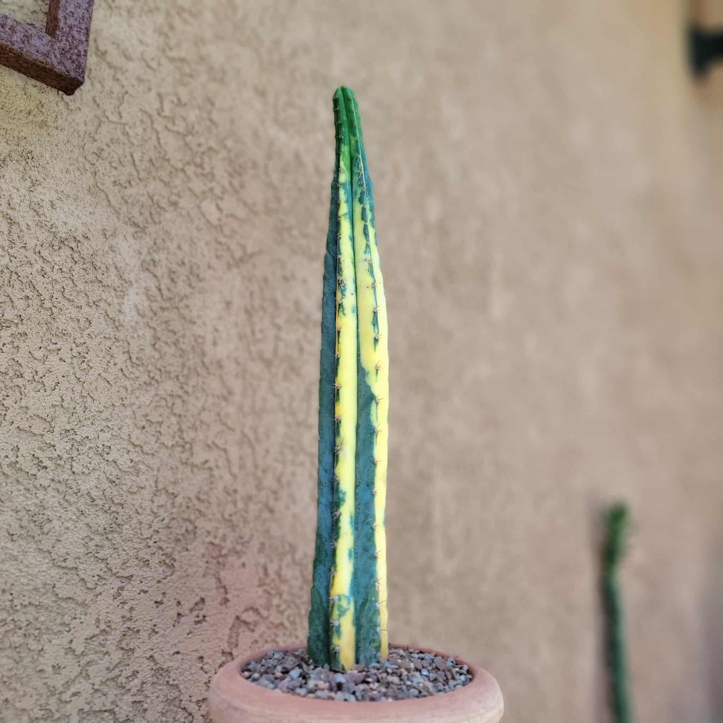Trichocereus pachanoi variegata – Variegated San Pedro Cactus