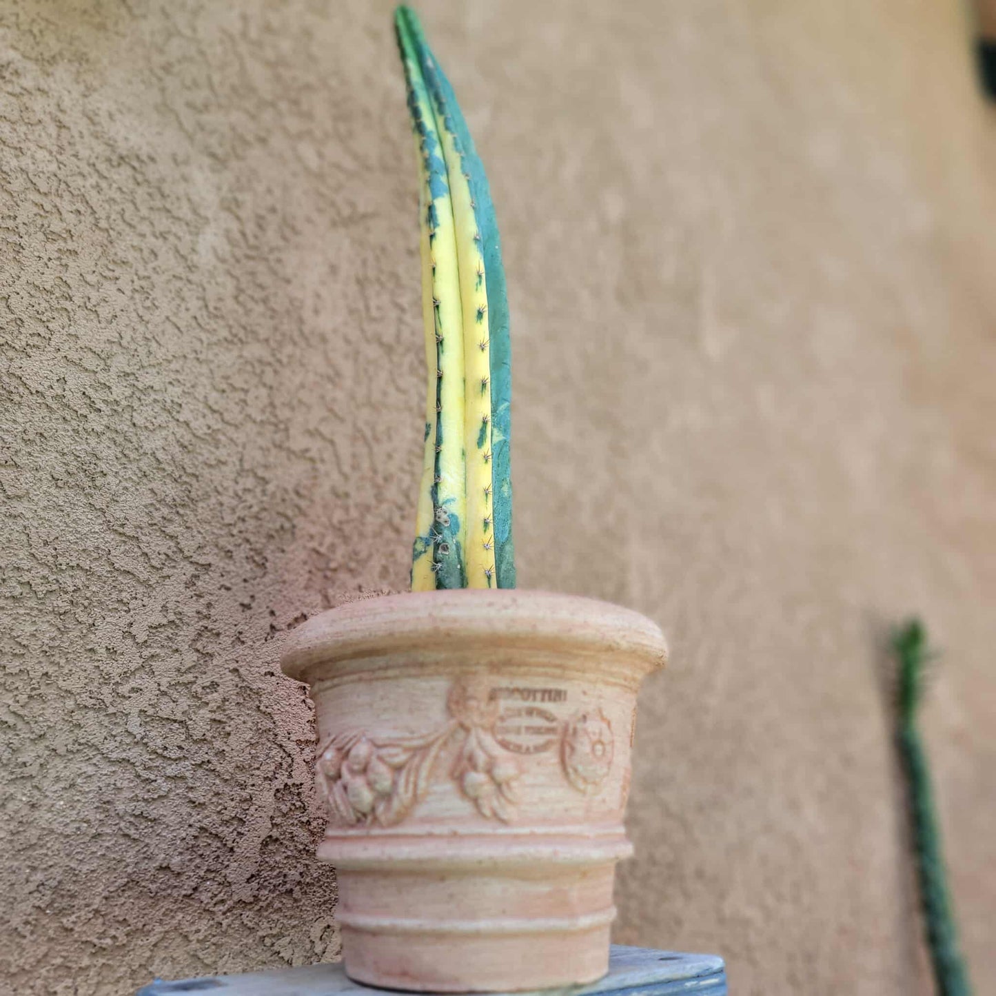 Trichocereus pachanoi variegata – Variegated San Pedro Cactus