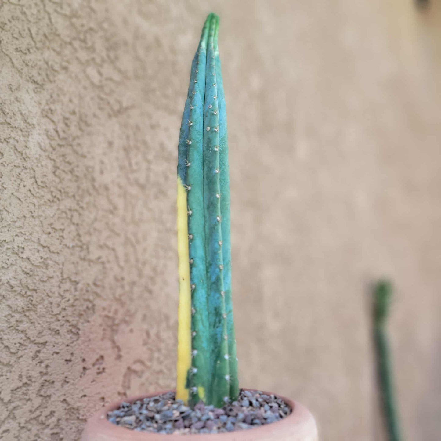 Trichocereus pachanoi variegata – Variegated San Pedro Cactus