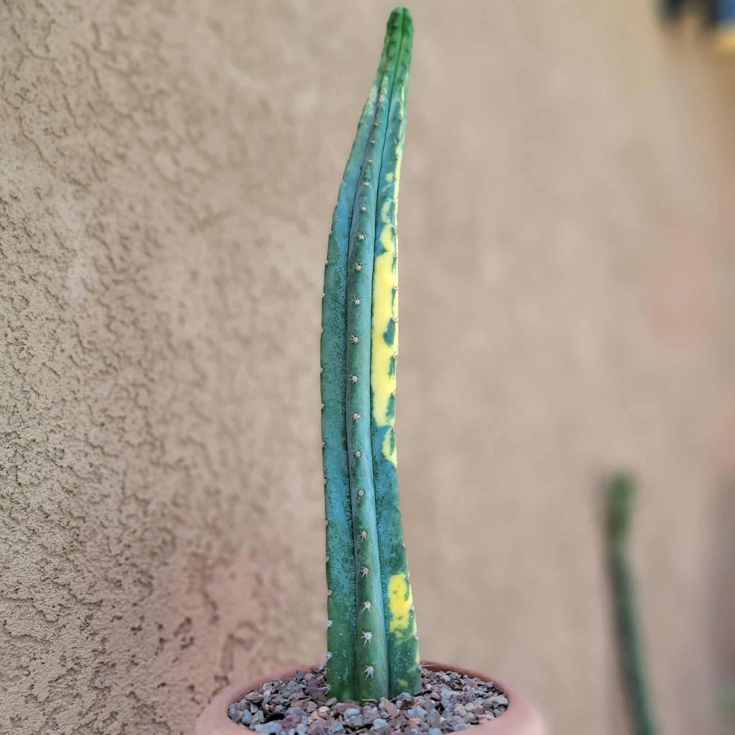 Trichocereus pachanoi variegata – Variegated San Pedro Cactus