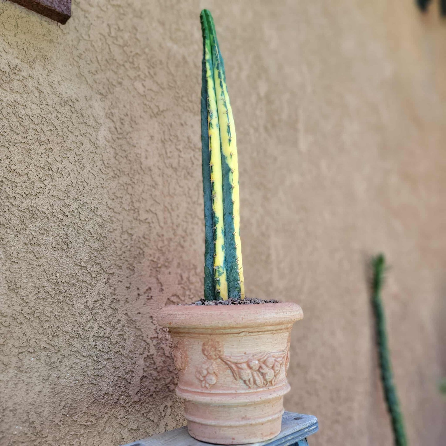 Trichocereus pachanoi variegata – Variegated San Pedro Cactus