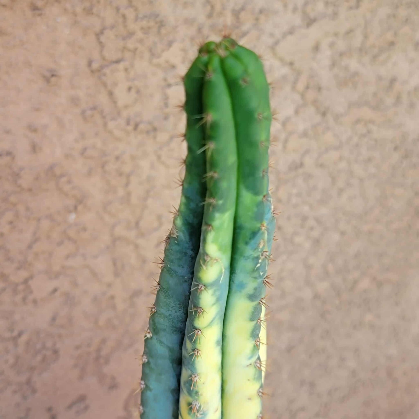 Trichocereus pachanoi variegata – Variegated San Pedro Cactus