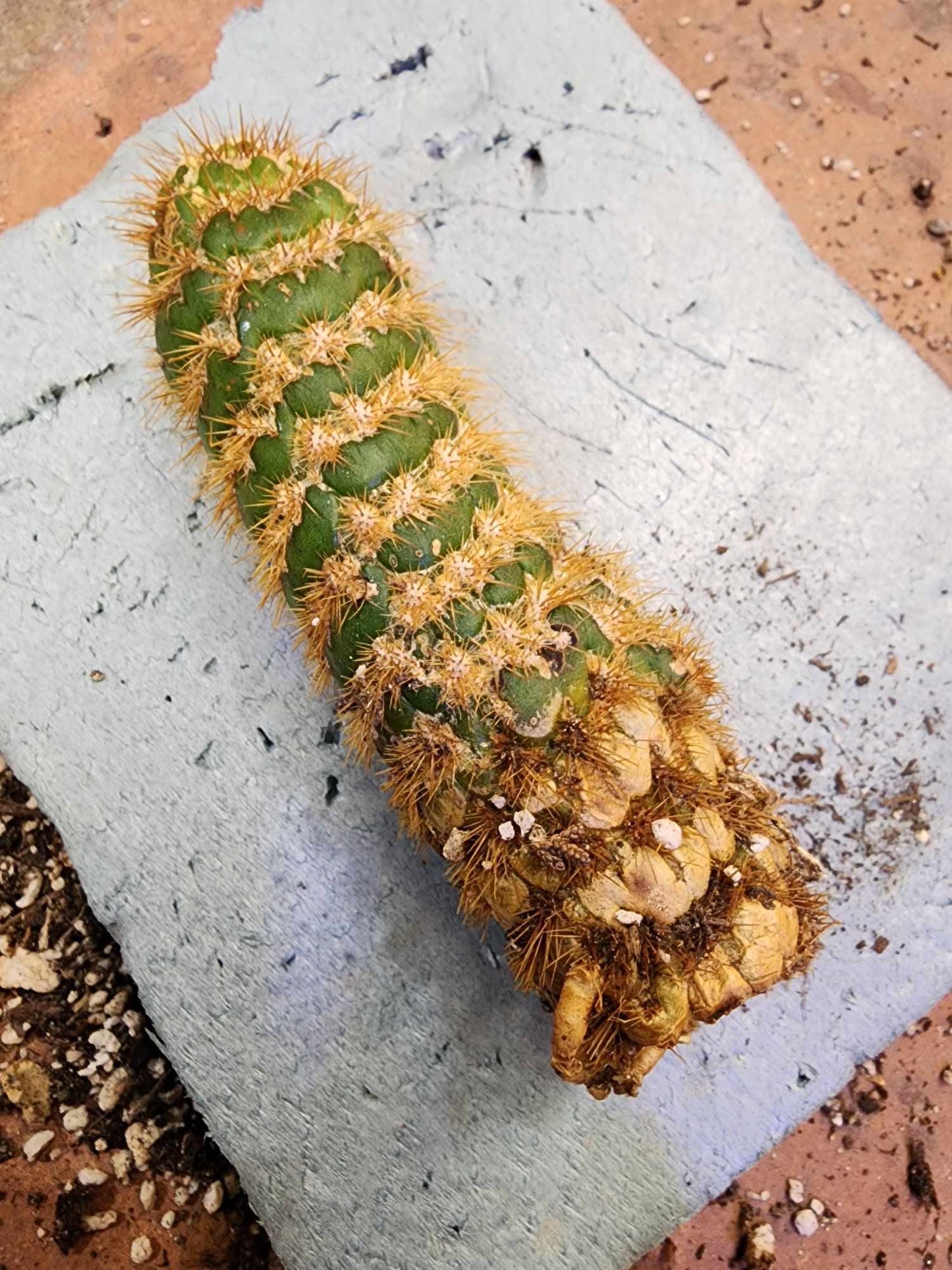 Trichocereus spachianus f. supermostruosa - ‘Super monstrose Golden Torch’ (Cutting)