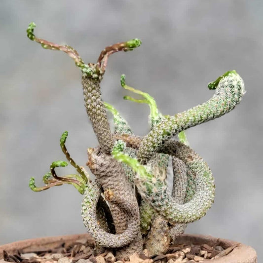 Turbinicarpus krainzianus