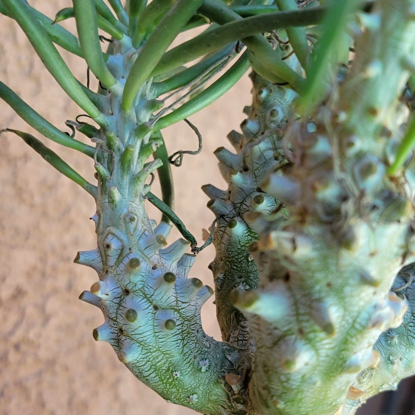 Tylecodon wallichii