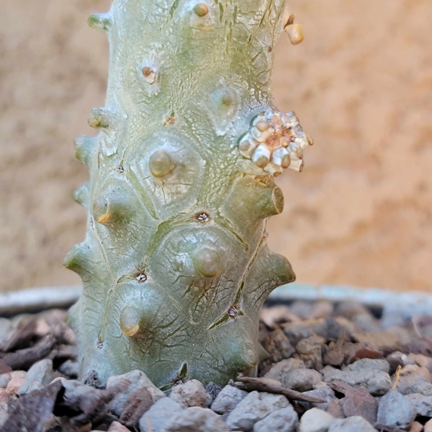 Tylecodon wallichii
