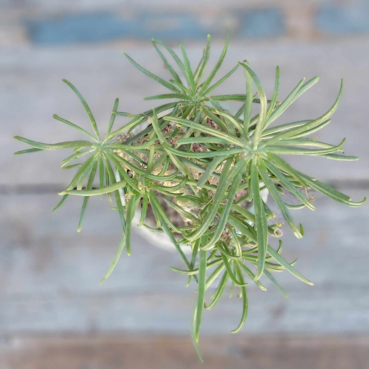 Tylecodon wallichii