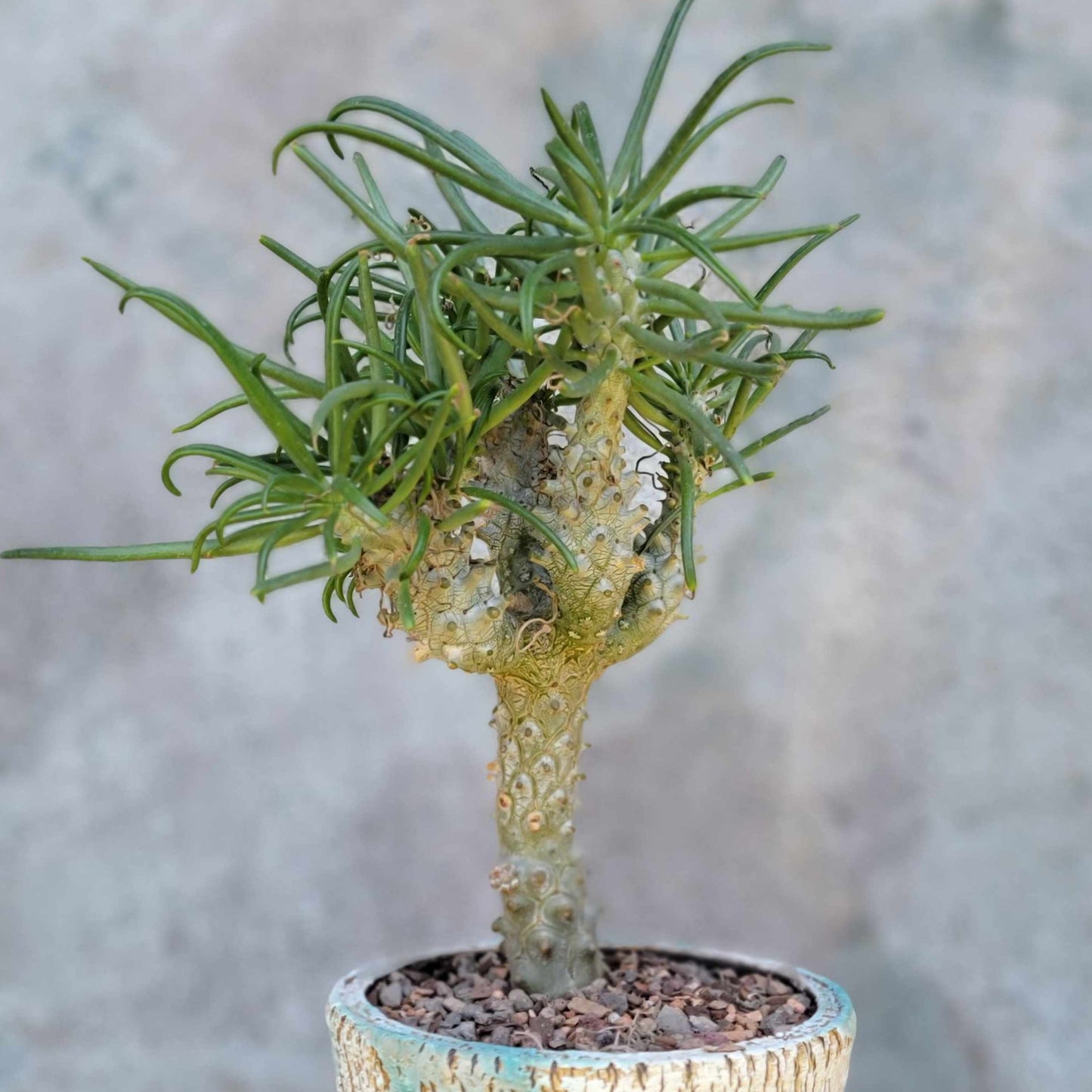 Tylecodon wallichii