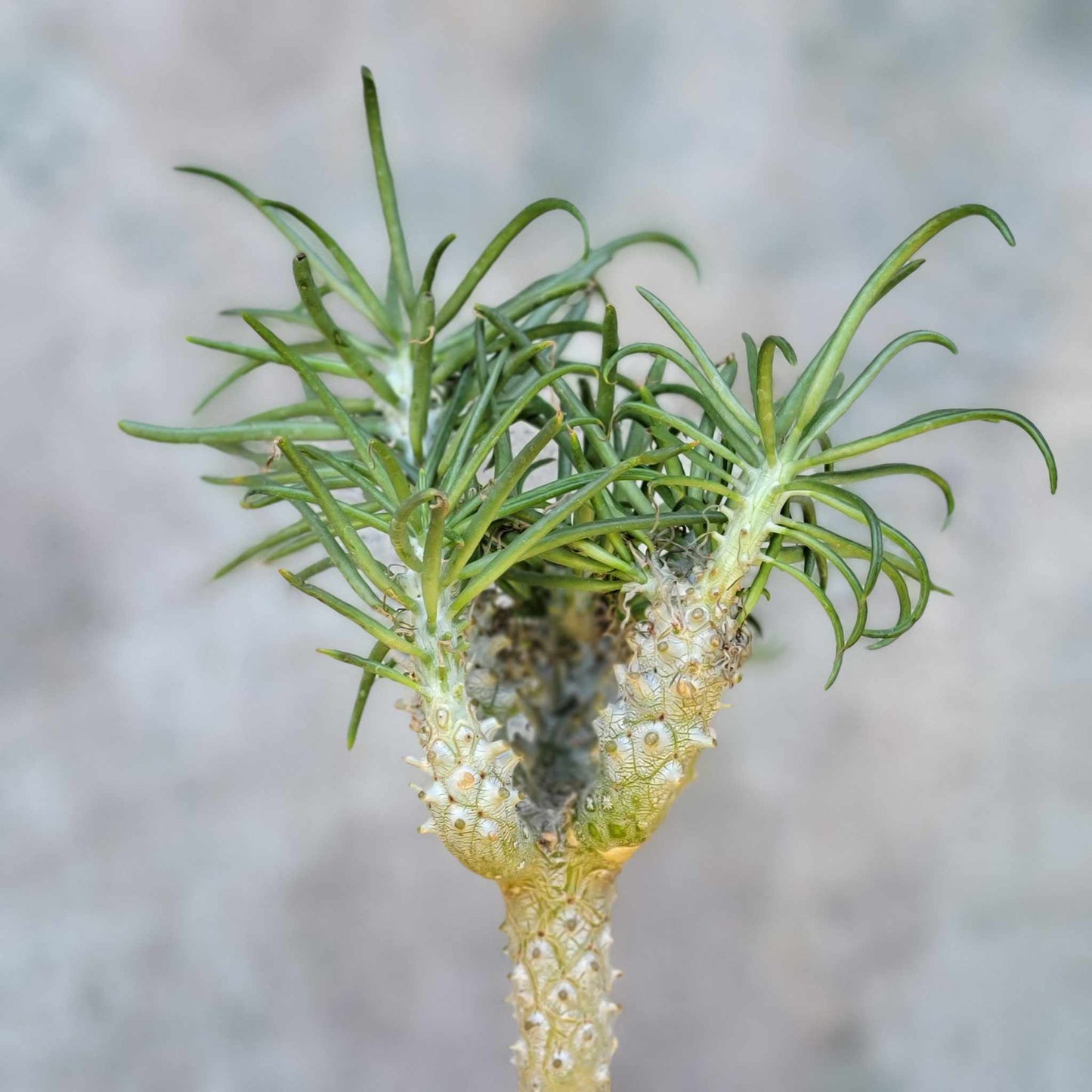 Tylecodon wallichii